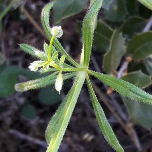 Photographie n°2369027 du taxon Galium aparine L. [1753]