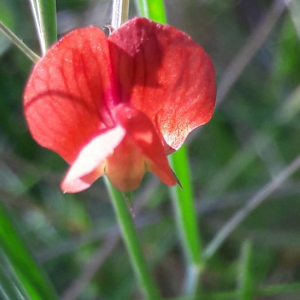 Photographie n°2369028 du taxon Lathyrus sphaericus Retz. [1783]