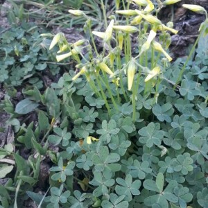 Photographie n°2369168 du taxon Oxalis pes-caprae L. [1753]