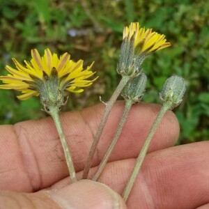 Photographie n°2369260 du taxon Crepis biennis L. [1753]