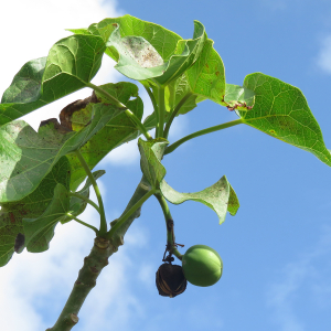  - Jatropha curcas L.