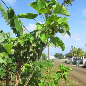 Photographie n°2369342 du taxon Jatropha curcas L.