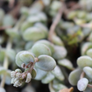 Photographie n°2369368 du taxon Sedum dasyphyllum L. [1753]