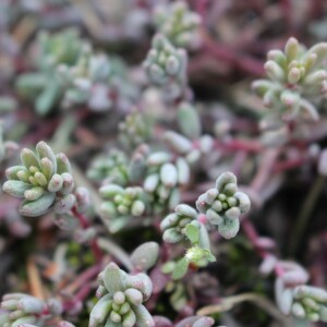 Photographie n°2369369 du taxon Sedum album L. [1753]