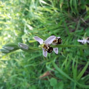 Photographie n°2369370 du taxon Ophrys apifera Huds. [1762]