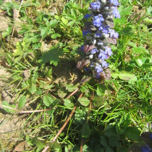 Photographie n°2369377 du taxon Ajuga reptans L.