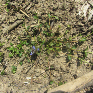 Photographie n°2369379 du taxon Ajuga reptans L.