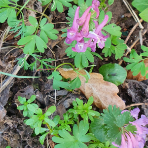 Photographie n°2369395 du taxon Corydalis solida (L.) Clairv.