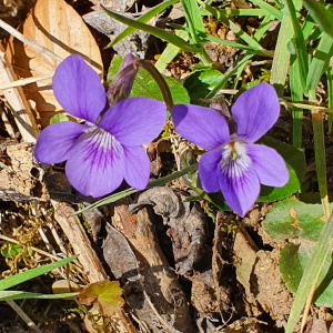 Photographie n°2369398 du taxon Viola riviniana Rchb. [1823]