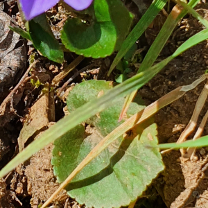 Photographie n°2369399 du taxon Viola riviniana Rchb. [1823]
