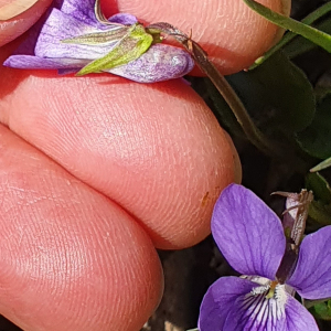 Photographie n°2369400 du taxon Viola riviniana Rchb. [1823]