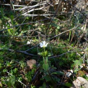 Photographie n°2369423 du taxon Cerastium pumilum Curtis [1777]