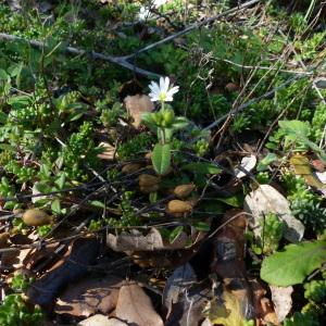 Photographie n°2369424 du taxon Cerastium pumilum Curtis [1777]