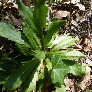 Photographie n°2369431 du taxon Arabis hirsuta (L.) Scop. [1772]