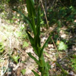 Photographie n°2369433 du taxon Arabis hirsuta (L.) Scop. [1772]