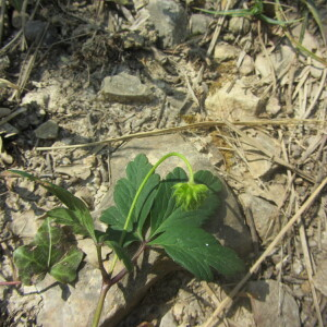 Photographie n°2369531 du taxon Anemone nemorosa L. [1753]