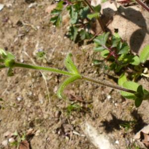 Photographie n°2369551 du taxon Cerastium glomeratum Thuill. [1799]