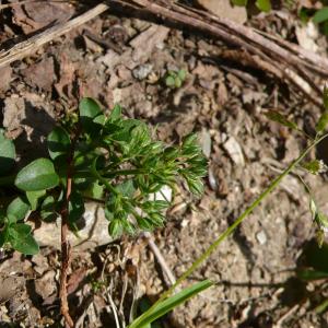  - Polycarpon tetraphyllum subsp. tetraphyllum