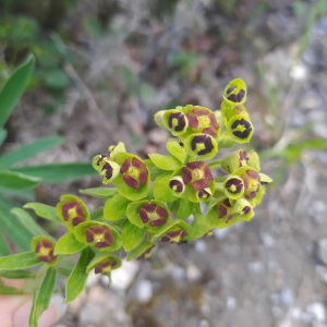 Photographie n°2369617 du taxon Euphorbia characias L.