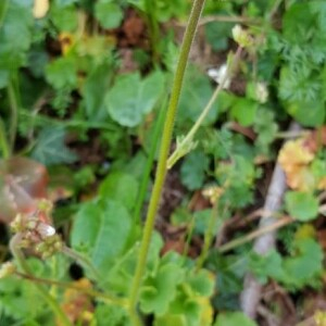 Photographie n°2369681 du taxon Saxifraga granulata L. [1753]