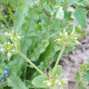 Photographie n°2369769 du taxon Cerastium glomeratum Thuill. [1799]