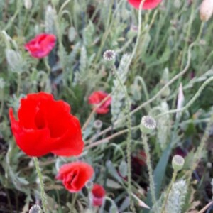 Photographie n°2369772 du taxon Papaver rhoeas L. [1753]