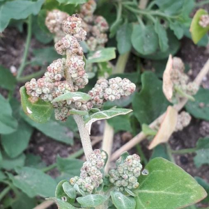 Photographie n°2369803 du taxon Chenopodium vulvaria L. [1753]