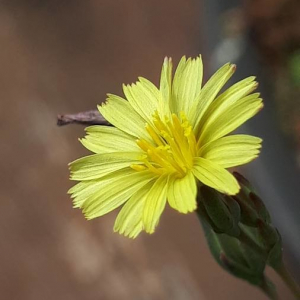 Photographie n°2369804 du taxon Lactuca serriola L. [1756]