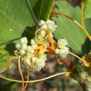 Photographie n°2369814 du taxon Cuscuta campestris Yunck. [1932]