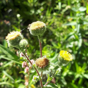 Photographie n°2369815 du taxon Pulicaria vulgaris Gaertn. [1791]