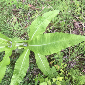 Photographie n°2369887 du taxon Dipsacus fullonum L. [1753]