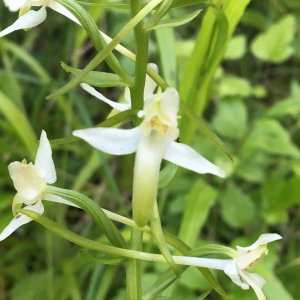 Photographie n°2369895 du taxon Platanthera bifolia (L.) Rich. [1817]