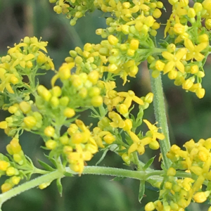 Photographie n°2369908 du taxon Galium verum L. [1753]