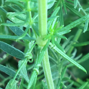 Photographie n°2369909 du taxon Galium verum L. [1753]