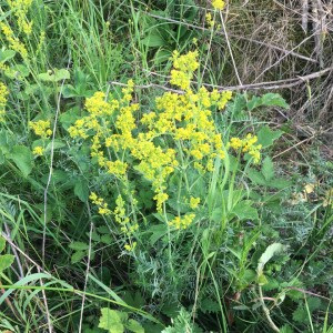 Photographie n°2369910 du taxon Galium verum L. [1753]