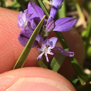 Photographie n°2369943 du taxon Polygala vulgaris L. [1753]