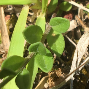 Photographie n°2369944 du taxon Polygala vulgaris L. [1753]