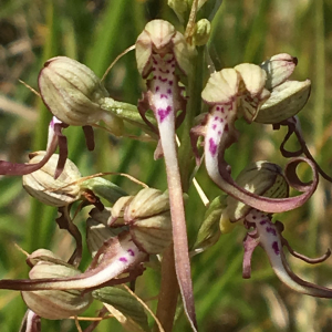 Photographie n°2369946 du taxon Himantoglossum hircinum (L.) Spreng. [1826]