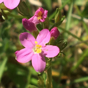 Photographie n°2369948 du taxon Centaurium erythraea Rafn [1800]