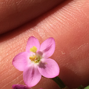 Photographie n°2369949 du taxon Centaurium erythraea Rafn [1800]