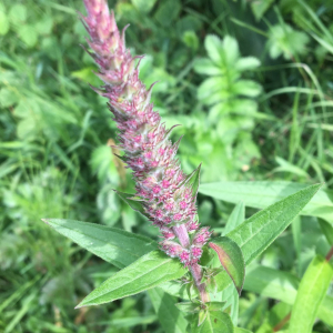 Photographie n°2369990 du taxon Lythrum salicaria L.