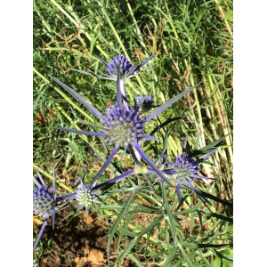 Eryngium amethystinum L.