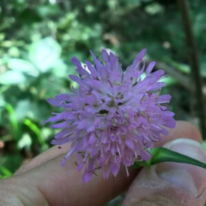 Photographie n°2370012 du taxon Knautia arvensis (L.) Coult. [1828]