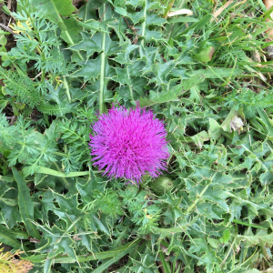 Photographie n°2370036 du taxon Cirsium acaulon (L.) Scop. [1769]