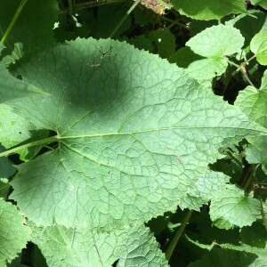 Photographie n°2370054 du taxon Lunaria rediviva L. [1753]