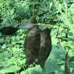 Photographie n°2370055 du taxon Lunaria rediviva L. [1753]