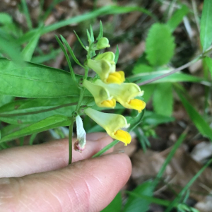 Photographie n°2370095 du taxon Melampyrum pratense L. [1753]