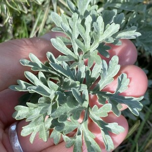 Photographie n°2370102 du taxon Artemisia absinthium L. [1753]