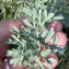  Nicolisateur - Artemisia absinthium L. [1753]