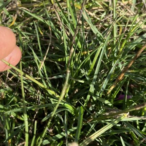 Photographie n°2370108 du taxon Dianthus carthusianorum L. [1753]